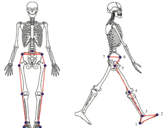 Figure 1. Biomechanical model to gait analysis. 1 - Calcaneus; 2 - Base of the 5th metatarsal; 3 - Malleolus side; 4 - Epicondyle of the  femur; 5 - Greater trochanter; 6 - Anterior superior iliac spine; 7- 5 th  Lumbar vertebra.