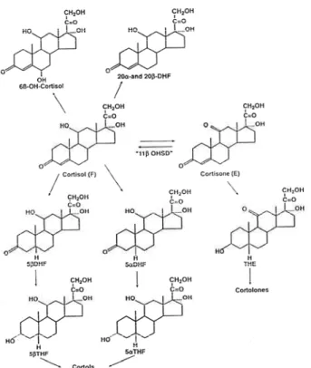 Figure 3. Cortisol metabolism. 11-HSD2 deficiency reduces the production of THE; as a consequence,  (THF+allo-THF)/THE ratio increases