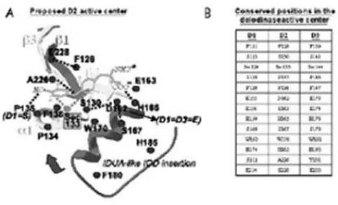 Figure  2. Schematic  representation  of  the  putative  active site of deiodinases deduced from sequence alignment and from  the  associated  modeling  (figure  1)