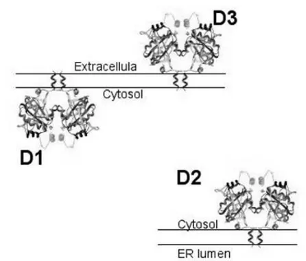 Figure 3. Schematic representation of D1, D2 and D3 dimers with  their  respective  orientations  and  subcellular   localiza-tion based on references (26-28).