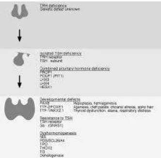 Figure 1. The hypothalamic-pituitary-thyroid axis and known genetic defects associated with congenital hypothyroidism.