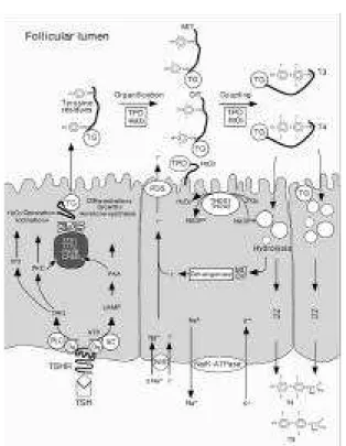 Figure 2. Thyroid hormone synthesis and major signalling pathways in thyroid follicular cells.