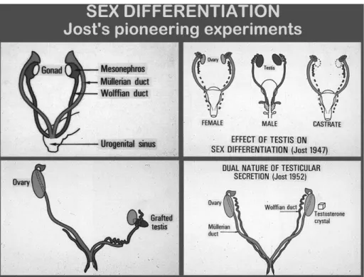 Figure 1. Experiments of foetal endocrinology that enabled Alfred Jost to suggest the existence of a testicular factor, different from testosterone, responsible for the regression of Müllerian ducts in the male.