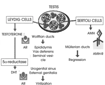 Figure 2. The hormonal control of male foetal sex differen- differen-tiation. Leydig cells secrete testosterone, which drives  Wolf-fian duct differentiation into the epididymes, vasa  deferen-tia and seminal vesicles acting through the androgen receptor