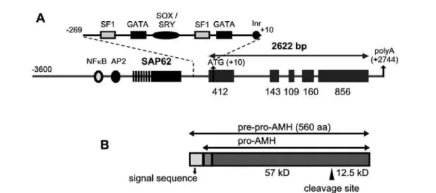 Figure 3. The AMH gene and its 3-kb promoter (top) and the AMH immature and mature proteins.