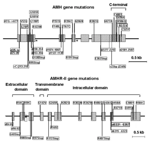 Figure 6. Mutations found in patients with Persistent Müllerian Duct Syndrome (PMDS).