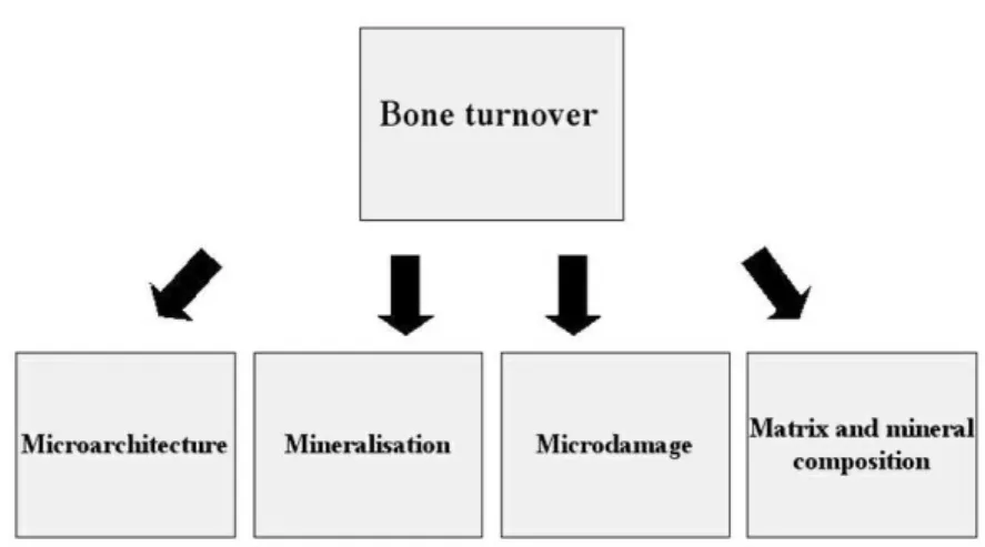Figure 1. Determinants of bone quality.