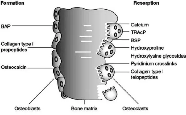 Figure 1. Schematic representation of the various bone markers currently in use.