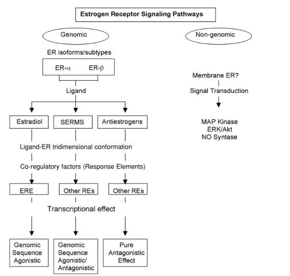 Figure 1. Summary of the estrogen receptor signaling pathways. The interaction of the ER subtypes/iso- subtypes/iso-forms with the different ligands induces characteristic tridimensional conformations of the  ligand-recep-tor  complex