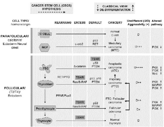 Figure 1. Two hypotheses to explain the onset of thyroid cancers: The Cancer Stem Cell hypothesis is represented on the left side:
