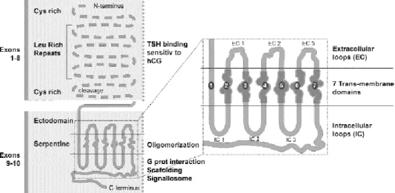 Figure 3. Structure of the TSHR protein: The ectodomain (N-terminus) appears outside the membrane and the serpentine domain through the membrane