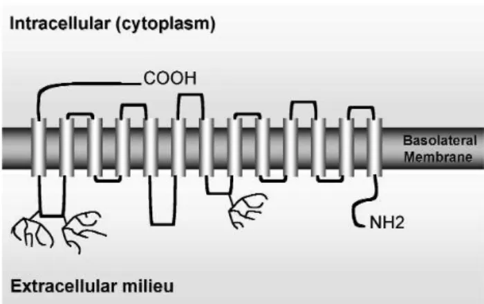 Figure 1. Current NIS secondary structure model.