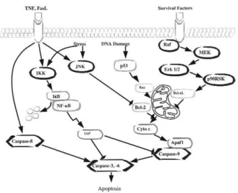Figure 1. The NK-κB cascade and its interaction with pro- pro-and anti-apoptotic pathways.