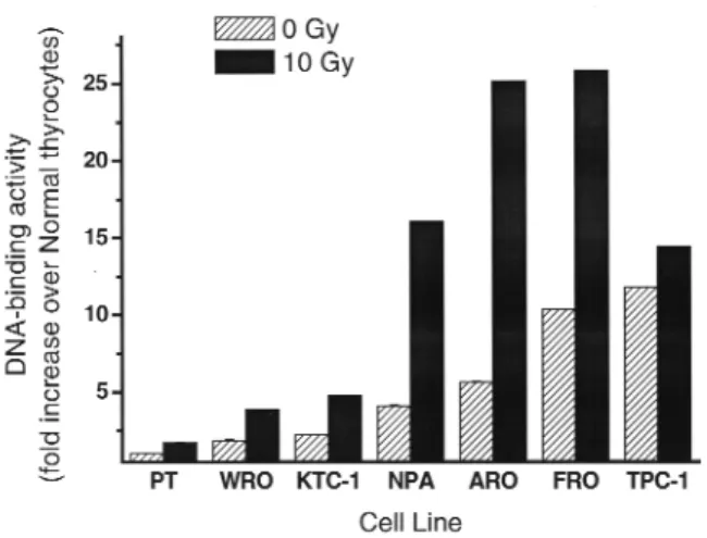 Figure 2. Thyroid cancer cell lines display the higher basal level and more potent induction of NF-κB DNA-binding activity compared with cultured primary thyrocytes (PT) after exposure to 10 Gy of ionizing radiation.