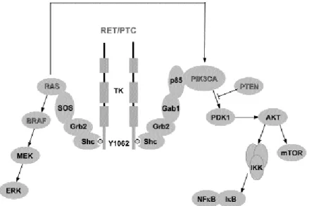 Figure 1. The network of RET/PTC-mediated signaling events. Major signaling pathways include the RAS/BRAF/ERK and PIK3CA signaling cascades
