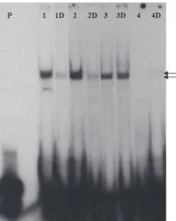 Figure 5.  EMSA analysis. The assay was performed with 32P- 32P-labeled VDRE oligonucleotides as probe and the nuclear  extracts from normal control fi broblast (1) and patients’ fi  bro-blast (2, 3 and 4)