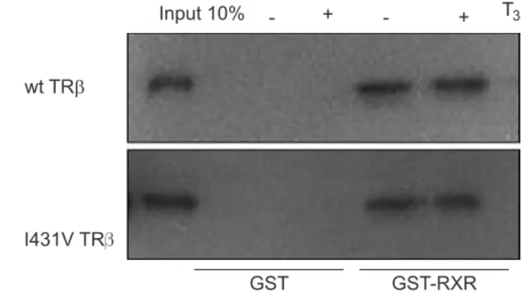 Figure 6. Autoradiograms of GST pull-down assay, showing  normal heterodimerization of I431V TRβ with RXR.