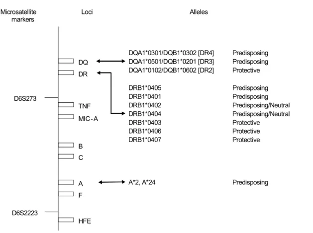 Figure 3.  HLA Region and IDDM Susceptibility. Schematic representation of the HLA region on Chromosome 6 showing microsat- microsat-ellite markers, loci, and alleles associated with IDDM susceptibility