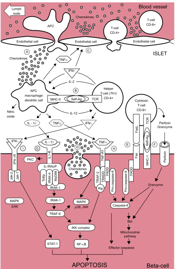 Figure 1. Schematic representa- representa-tion of the auto-immune attack  to the beta-cells in T1DM