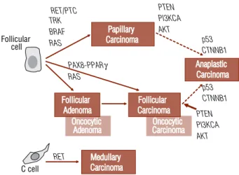 Figure 1. Classification of thyroid carcinoma hystotypes and genetic events involved  in their development