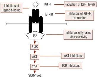Figure 2. Therapeutic strategies targeting the IGF-I - IGF-IR signaling.
