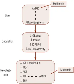 Figure 3. Metformin actions that may be important for prostate cancer treatment  AMPK: AMP-activated protein kinase; IRS: insulin-receptor substrate; TOR: target of rapamycin; S6K: 