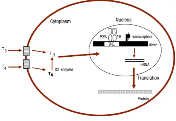 Figure  1.  Schematic  diagram  depicting  the  thyroid  hormone  (T3)  receptor  (TR)  mediated  actions