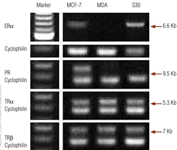 Figure 3. Expression of ERα (A) and TRα (B) transcript in S30 breast cancer cell  line estimated by reverse transcription-polymerase chain reaction (RT-PCR) in each  treated groups.