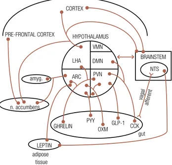 Figure 1. Pathways are shown between the brainstem, hypothalamus, cortical areas  and reward circuitry known to regulate appetite control
