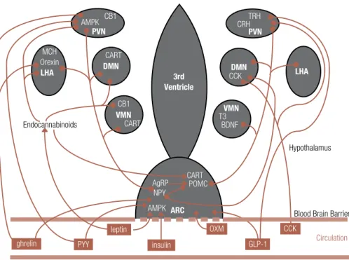 Figure 2. The main hypothalamic nuclei, neuropeptides and pathways involved in the regulation of appetite
