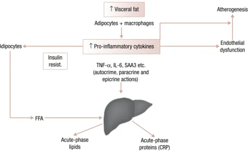 Figure 1. Association between visceral adipose mass, secretion of inflammatory cytokines, insulin resistance and the metabolic syndrome.