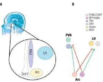 Figure 1. Specialized hypothalamic neurons localized in the arcuate (Arc), paraven- paraven-tricular (PVN) and lateral (LH) nuclei control food intake and thermogenesis (A)