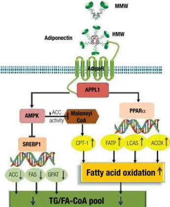 Figure 1. A summary of multiple signaling pathways that mediate the anti-steatotic  effects of adiponectin