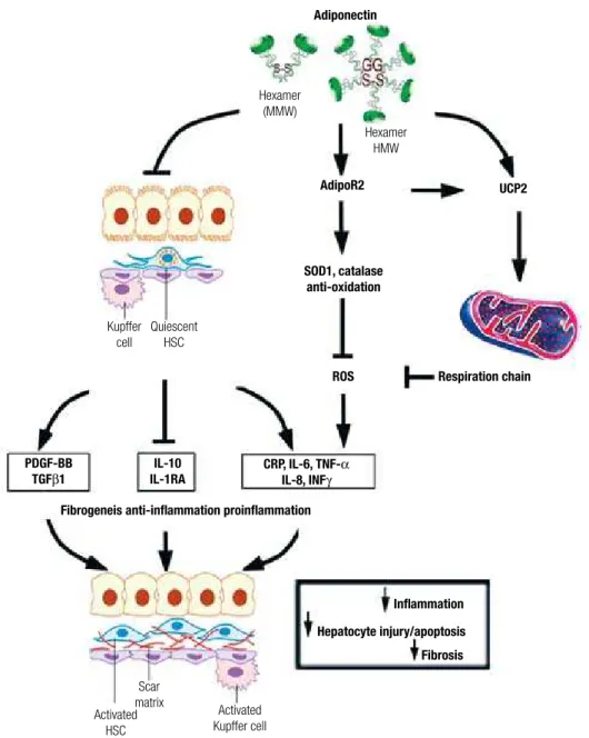 Figure 2. A summary of multiple pathways underlying the protective effects of adiponectin against liver injury