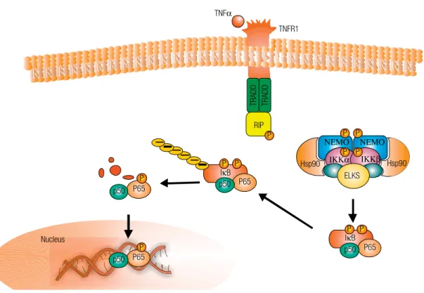 Figure 2. Activation of tumour-necrosis factor receptor 1 (TNFR) by binding of TNF α฀ results in rapid assembly of complex I, which is composed of TNF receptor 1-associated  protein (TRADD), receptor-interacting protein 1 (RIP1)