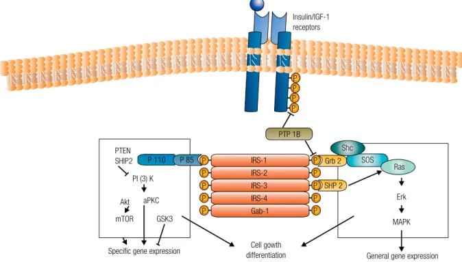 Figure 1. The insulin/IGF-1 receptor is a tyrosine kinase that undergoes autophosphorylation, and catalyses the phosphorylation of cellular proteins such as members of the  IRS family and Shc