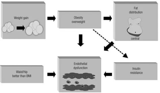 Figure 3. Relationship between endothelial dysfunction and overweight/obesity. Fat distribution plays an important role on endothelial dysfunction and waist/hip ratio might be  a better correlated with it than the body mass index.