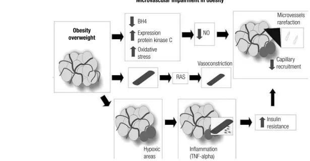 Figure 4. Microvascular dysfunction due to overweight/obesity. 