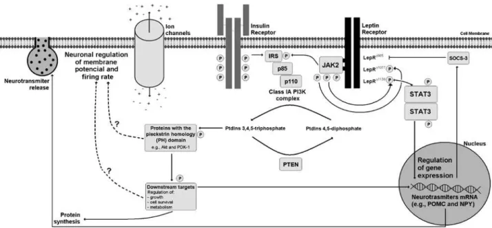 Figure 1. Scheme that illustrates intracellular signaling pathways recruited by leptin, particularly the PI3K pathway
