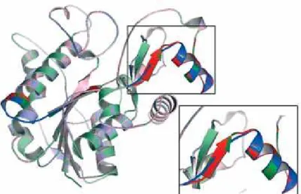 Figure 3. Overlap of wild-type structure of 3β-HSD2 (cyan) and the Q222 (magenta) and T222 (green) mutant proteins