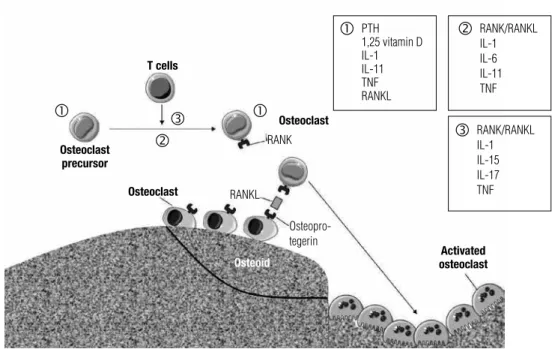 Figure 1. RANK/RANKL/OPG system and its relation with proinflammatory cytokines. Maturation of osteoclast precursor and activation of mature osteoclast  are  stimulated  by  several  factors  (Text  Box  1)