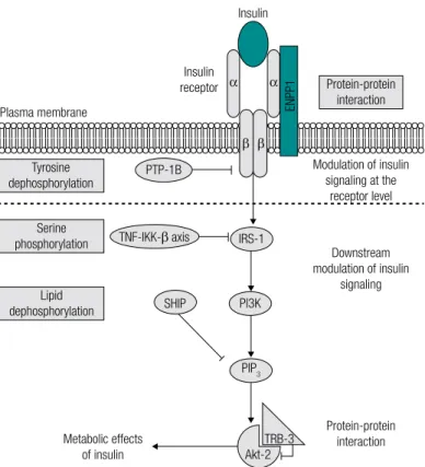 Figure 1. Systematic representation of insulin inhibitors signaling pathway with  in vivo  established function of insulin resistance