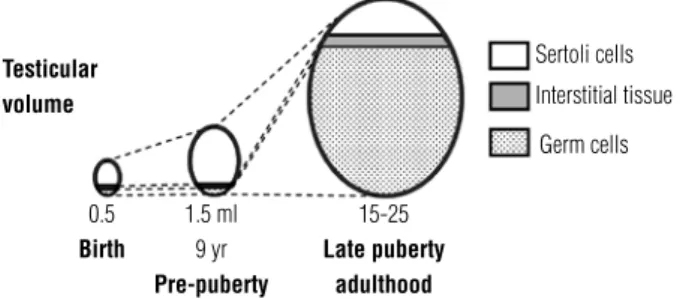 Figure 2. Schematic ontogeny of the evolution of testicular volume from  birth to adulthood