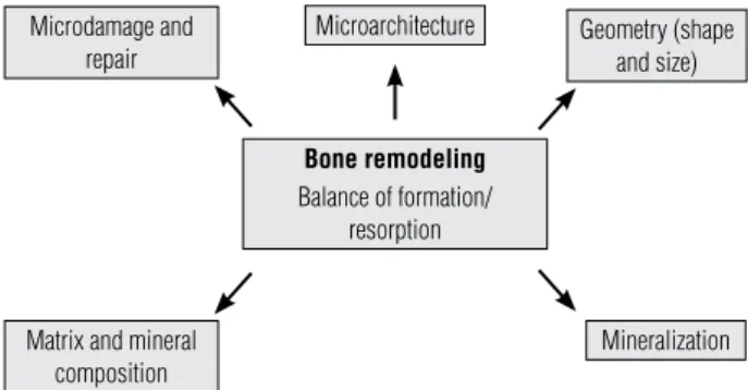 Figure 1. Determinants of bone quality.