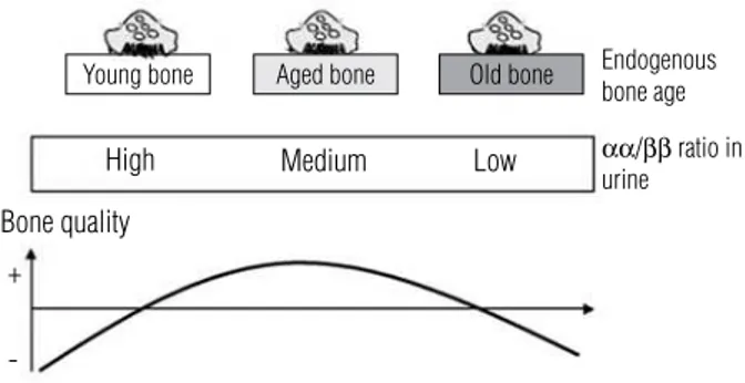 Figure 3. Schematic overview of the bone collagen age profile measured as  the ratio between ααCTx and ββCTx