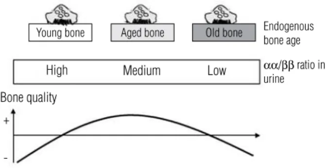 Figure 3. Schematic overview of the bone collagen age profile measured as  the ratio between ααCTx and ββCTx