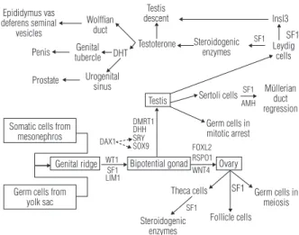 Figure 1. Sexual development cascade [adapted from Swain (1) and  Biason-Lauber (2)]. The most important proteins in male and female  pathways are shown in the figure