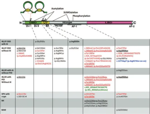Figure 2. Schematic overview of SF-1 and locations of each  NR5A1  mutation [adapted from Hoivik and cols
