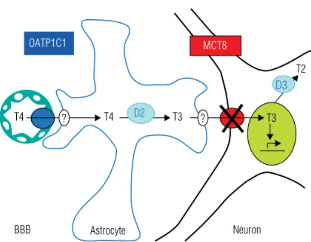 Figure 1. Simplified schema of the regulation of T3 supply to neuronal  target cells in brain, and the defect induced by MCT8 mutation.