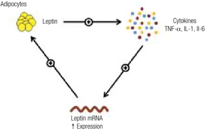Figure 4. Interaction between leptin and cytokines.